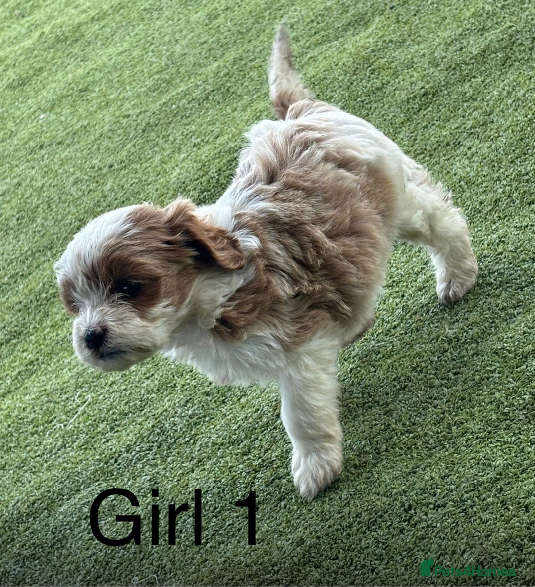 Cavapoo dogs for sale: 3 beautiful cava poo pups - Image 3