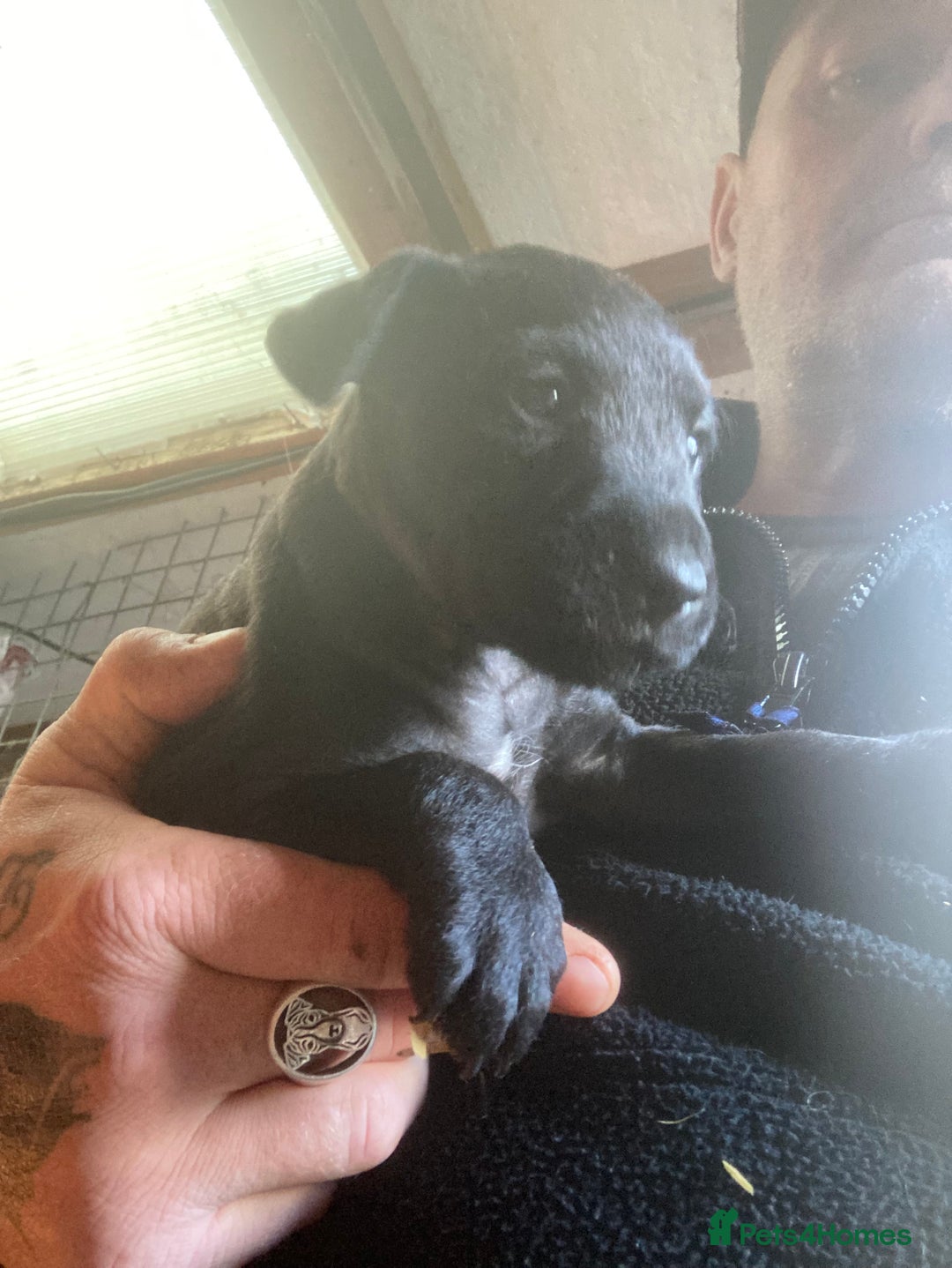 Patterdale Terrier dogs for sale: Working bred pups for sale  - Advert 13
