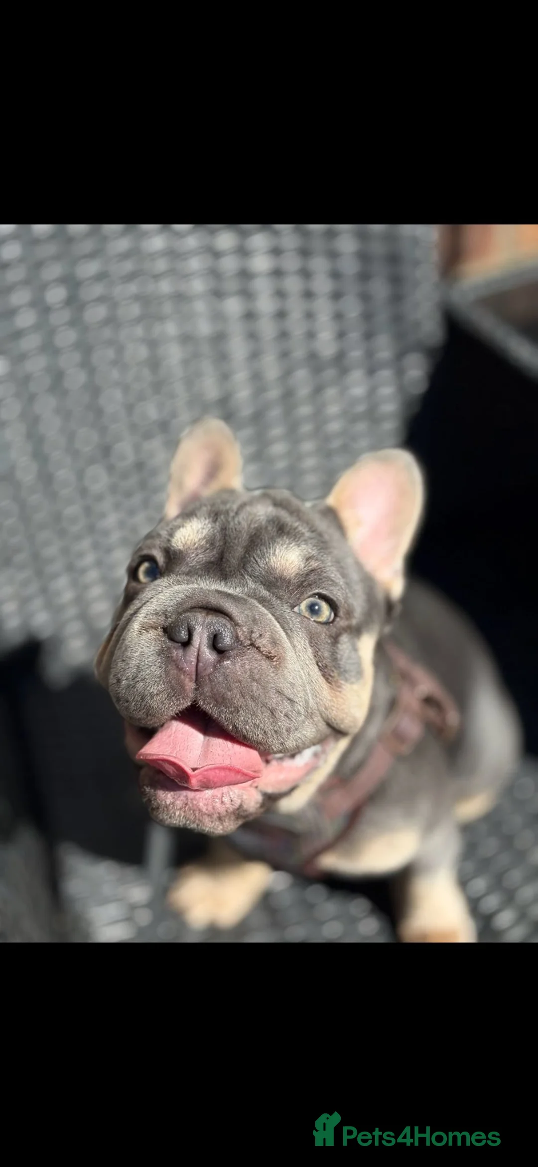 French Bulldog dogs for sale: Baby blue merle frenchie in Wigan - Advert 1