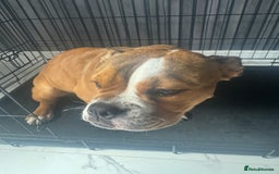 Old Tyme Bulldog dogs for sale: Red/ white old tyme english bulldog - Image 2