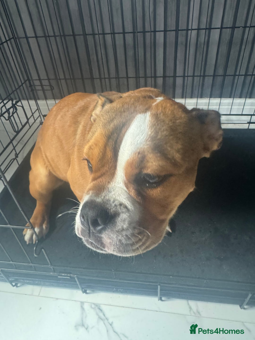 Old Tyme Bulldog dogs for sale: Red/ white old tyme english bulldog - Image 2