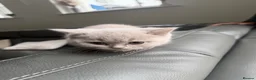 British Shorthair cats for sale: Beautiful British Shorthair kittens for sale - Advert 8