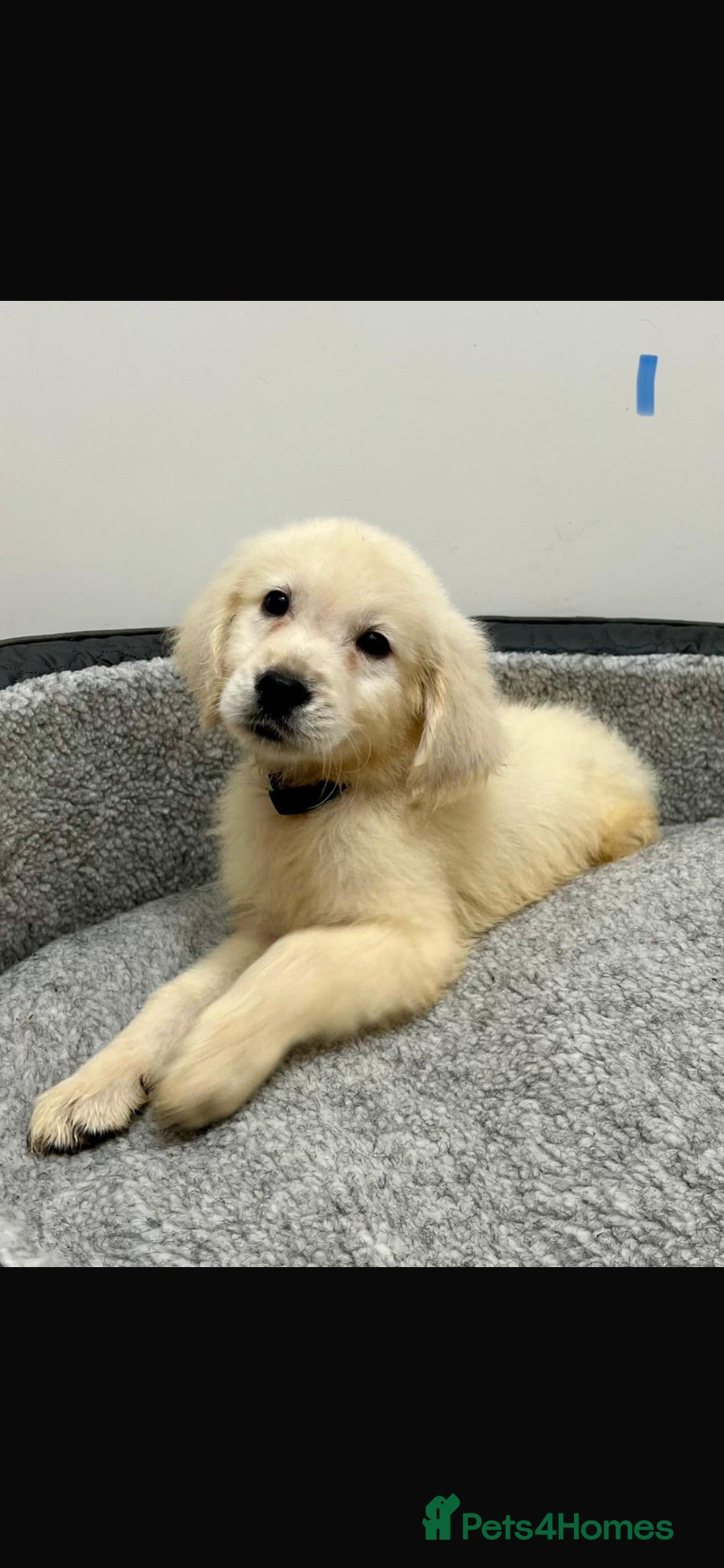 Golden Retriever dogs Stunning English cream golden retriever puppies - Advert 11