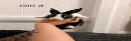 Dutch rabbits for sale: 7 baby Dutch rabbits mixed litter  - Advert 17