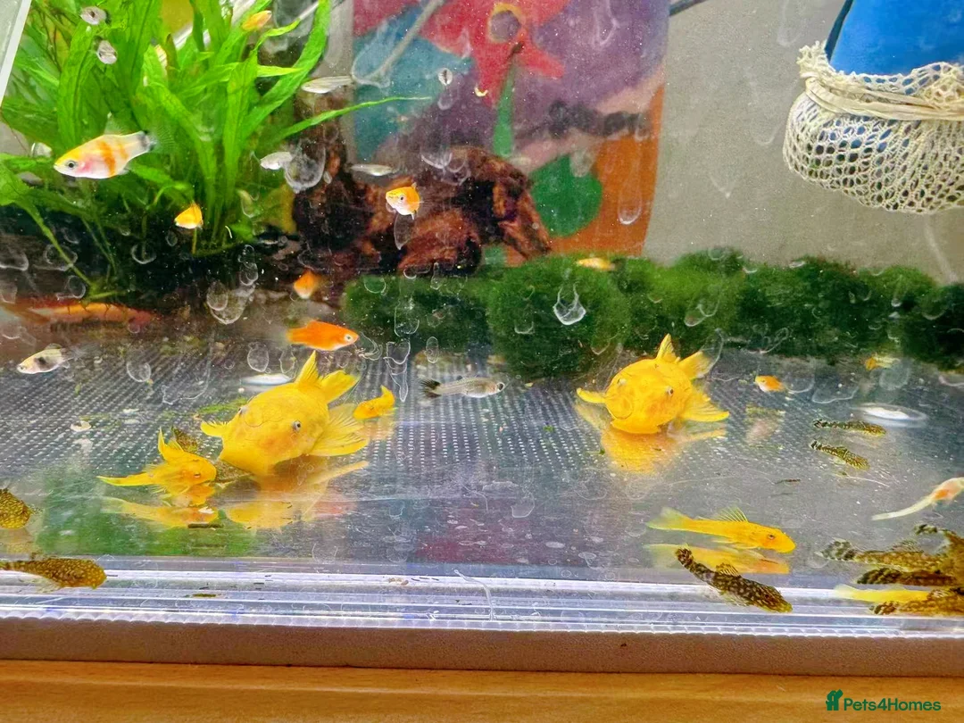 Plecos fish for sale: Bristlenose Pleco Golden&Snowflake – Various Sizes - Advert 7