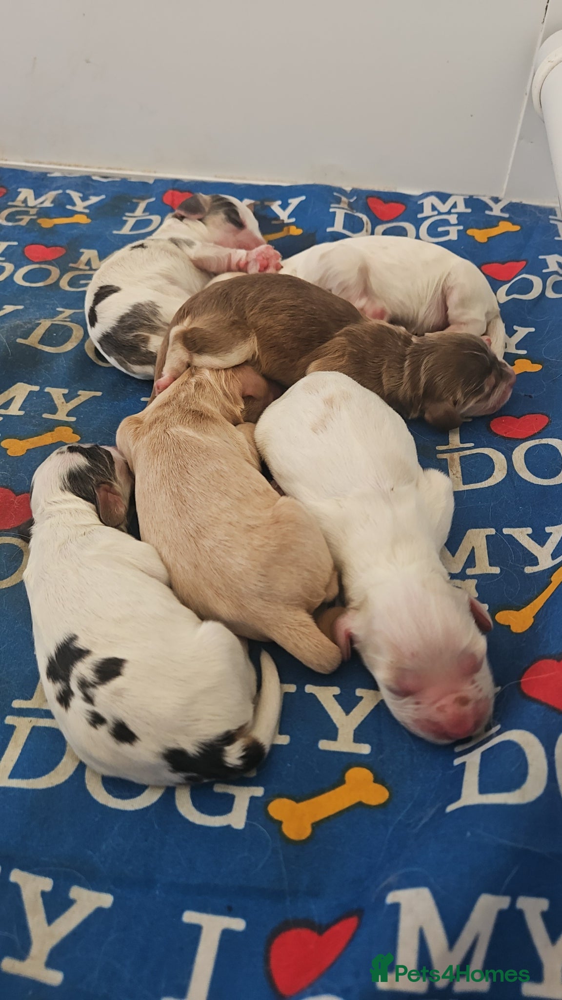 Cocker Spaniel dogs Unbelievable show type cocker spaniel babies  - Advert 18