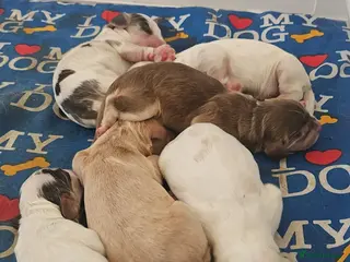 Cocker Spaniel dogs Unbelievable show type cocker spaniel babies - Advert 18