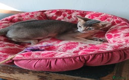 Abyssinian cats for sale: Blue Abyssinian male kittens - Image 8