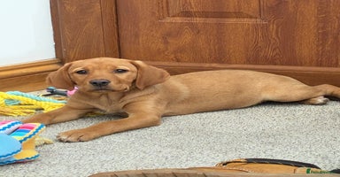 Labrador Retriever dogs - Advert 1