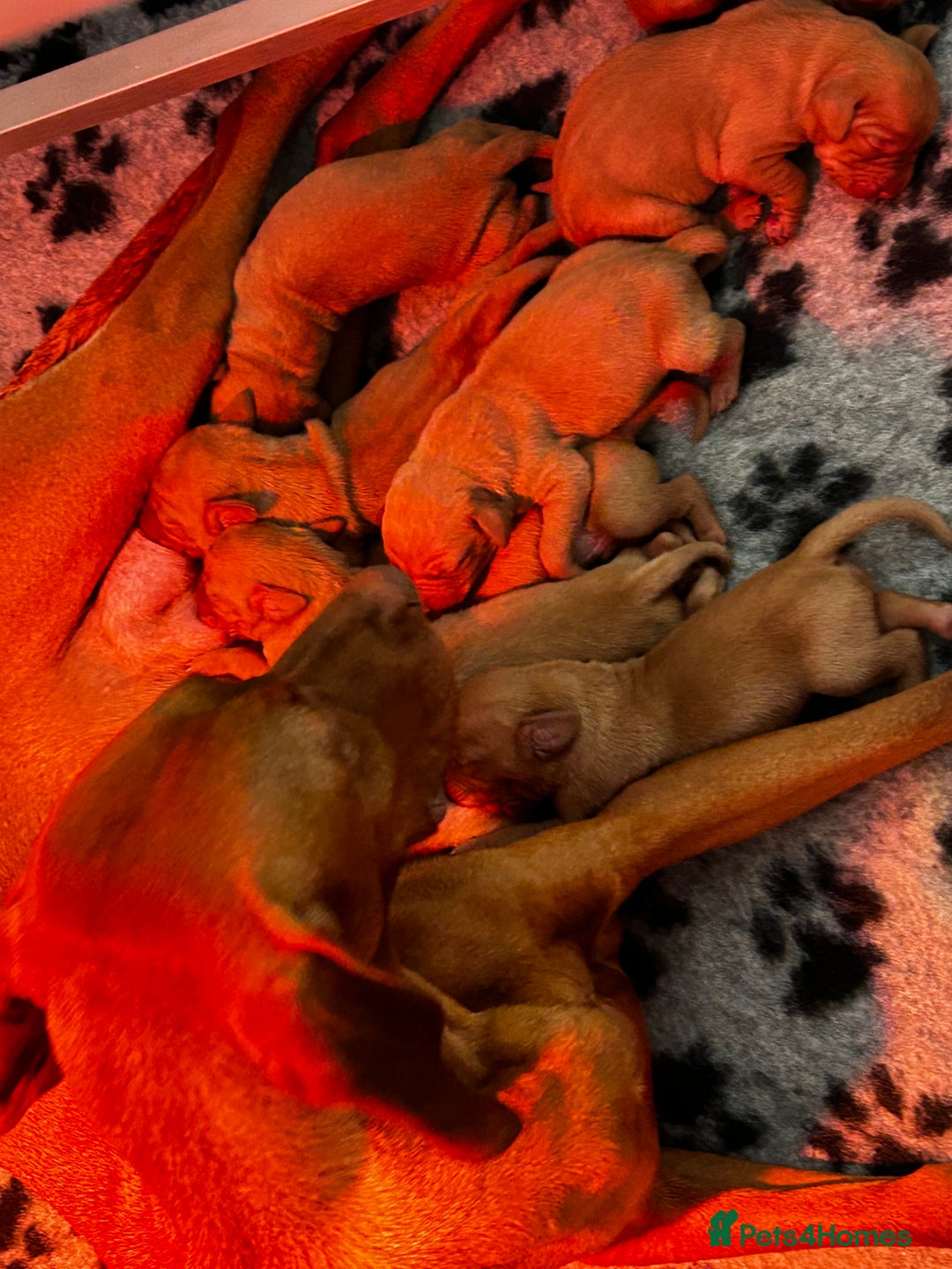 Hungarian Vizsla dogs for sale: KC Hungarian Vizsla Puppies for sale - Image 11