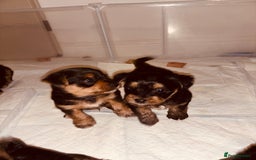Mixed Breed dogs for sale: Shorkie cross pups for sale! in Alfreton - Image 4