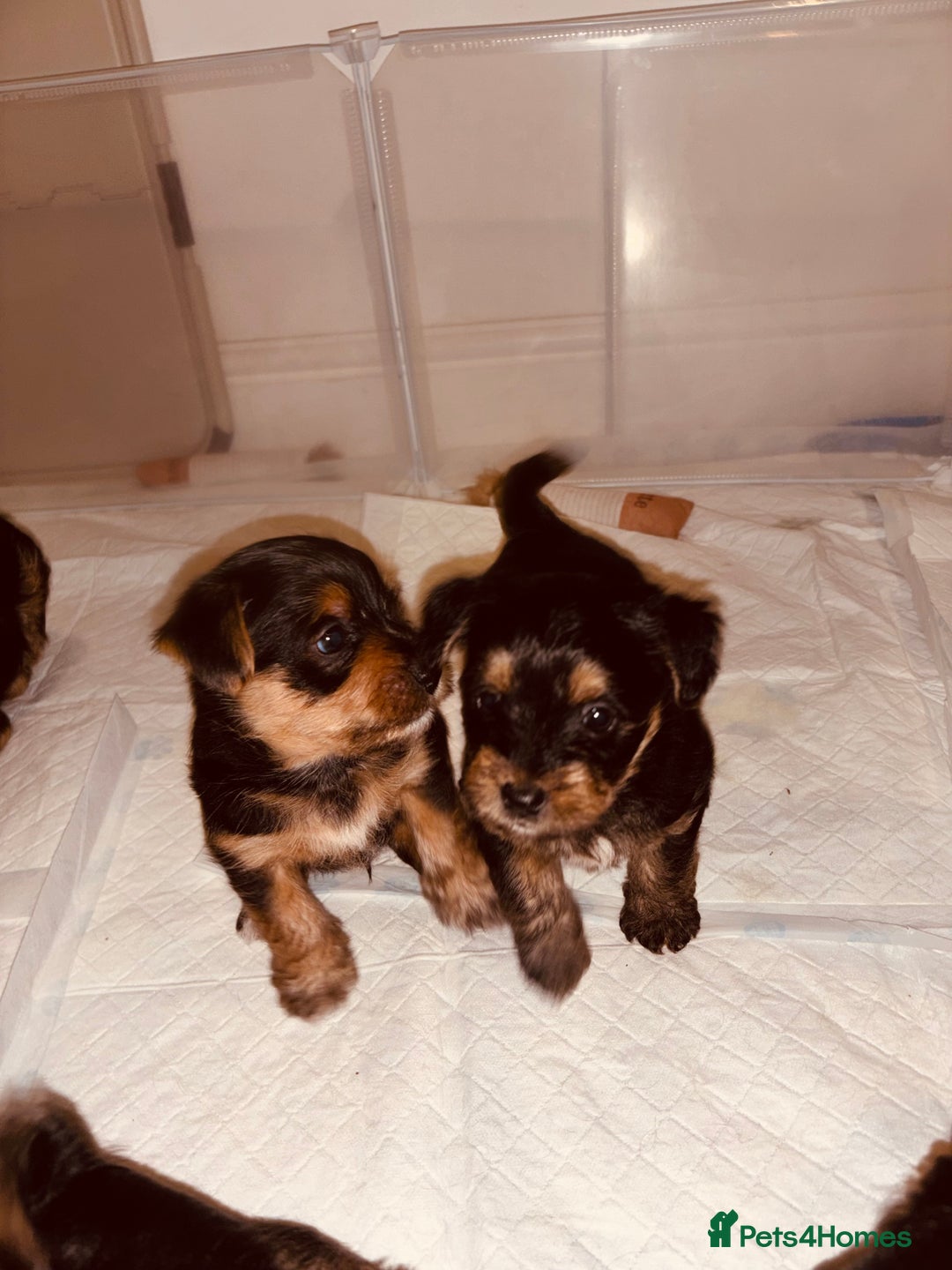 Mixed Breed dogs for sale: Shorkie cross pups for sale! in Alfreton - Image 4