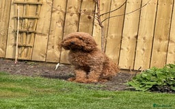 Mixed Breed dogs for sale: Health Tested miniature Goldendoodles  - Image 1