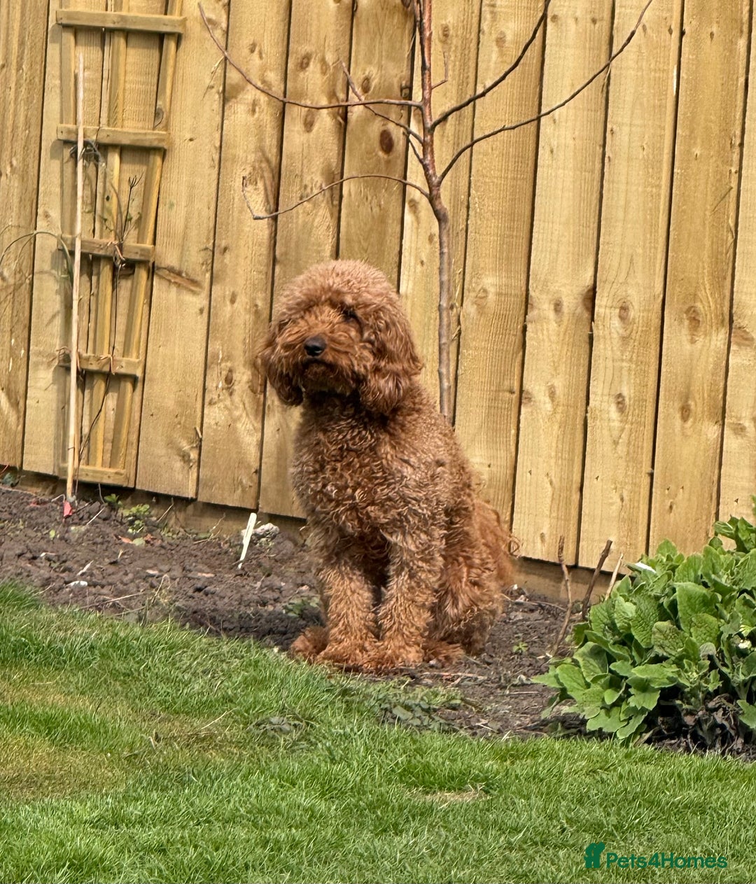 Mixed Breed dogs for sale: Health Tested miniature Goldendoodles  - Image 1