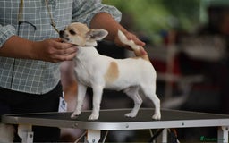 Chihuahua dogs for sale: *Parti Crufts Qualified Champion sired* in Cambridge - Image 5
