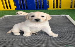 Golden Retriever dogs for sale: Gorgeous KC reg Golden Retriever Puppies - Image 22