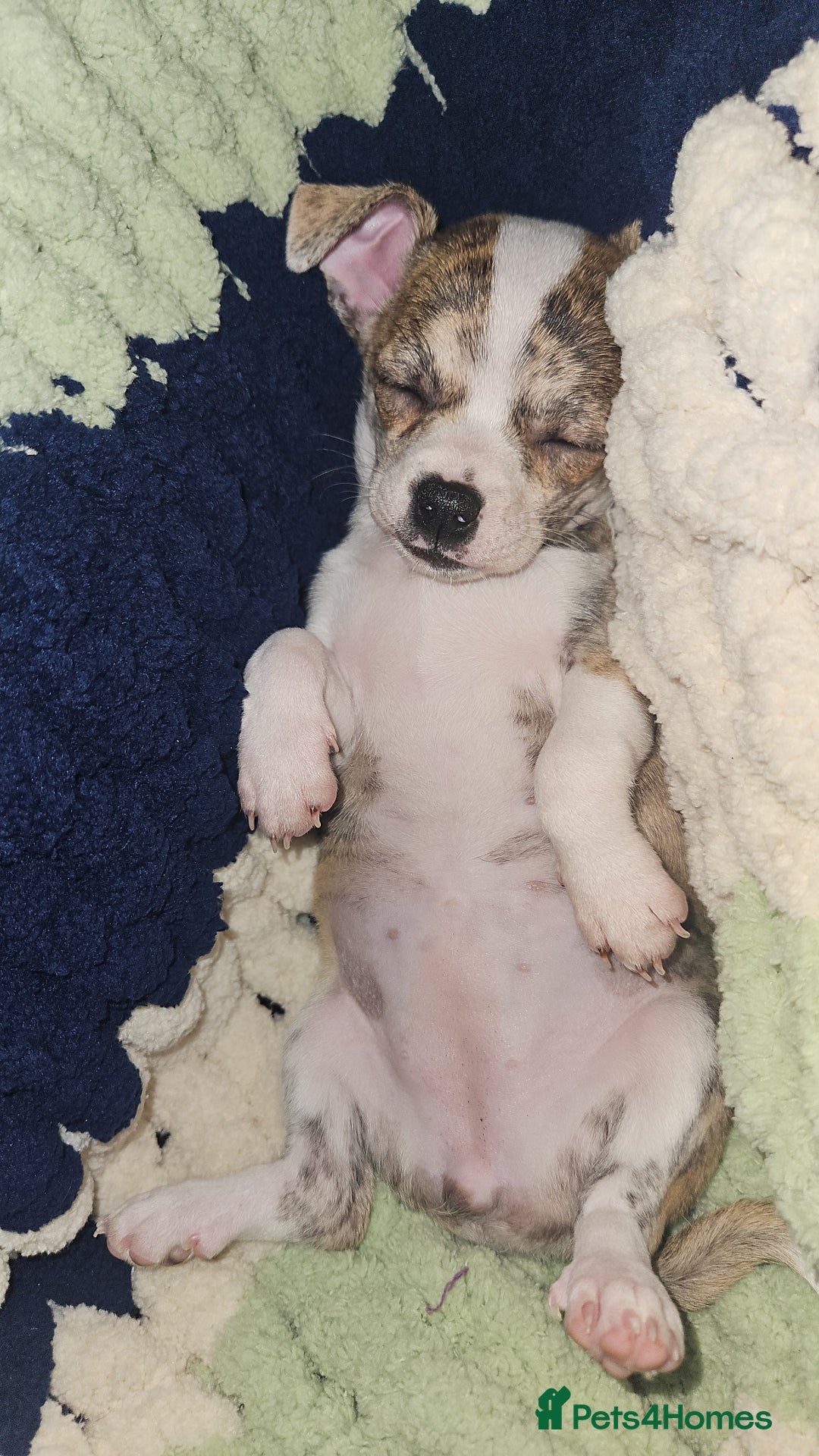 Mixed Breed dogs for sale: Beautiful Chihuahua Cross Puppies - Advert 9