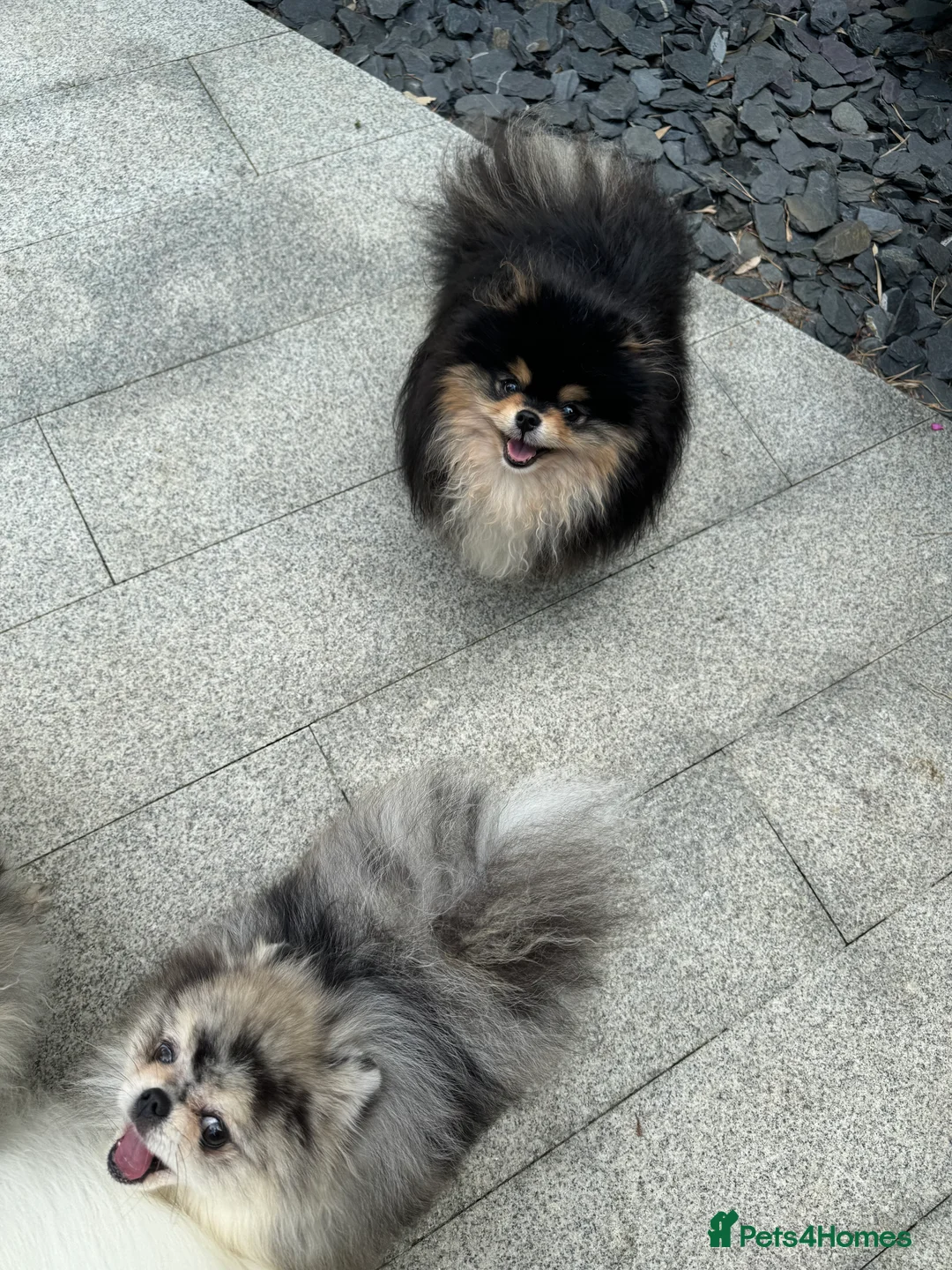Pomeranian dogs for stud: BLACK & TAN STUD in London - Advert 8