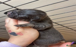 French Bulldog dogs for sale: Frenchies  - Advert 6