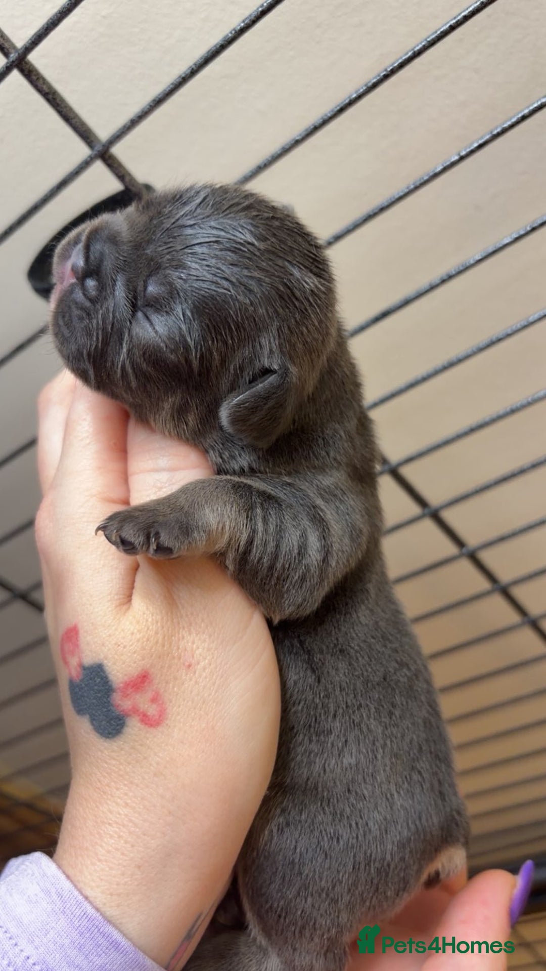 French Bulldog dogs for sale: Frenchies  - Advert 6