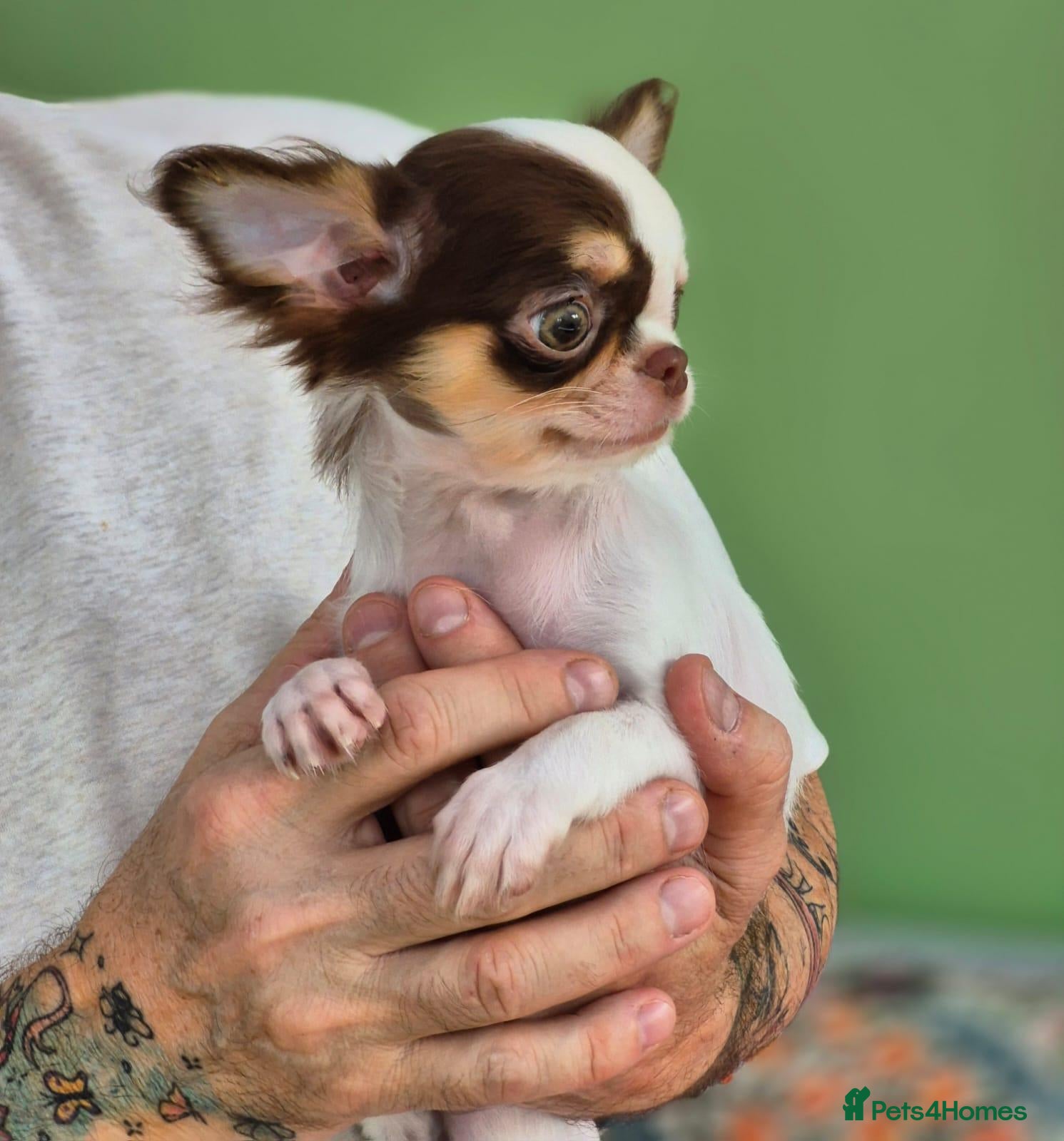Chihuahua dogs Amazing Small Longcoat Apple head Chihuahua Puppy  - Advert 2