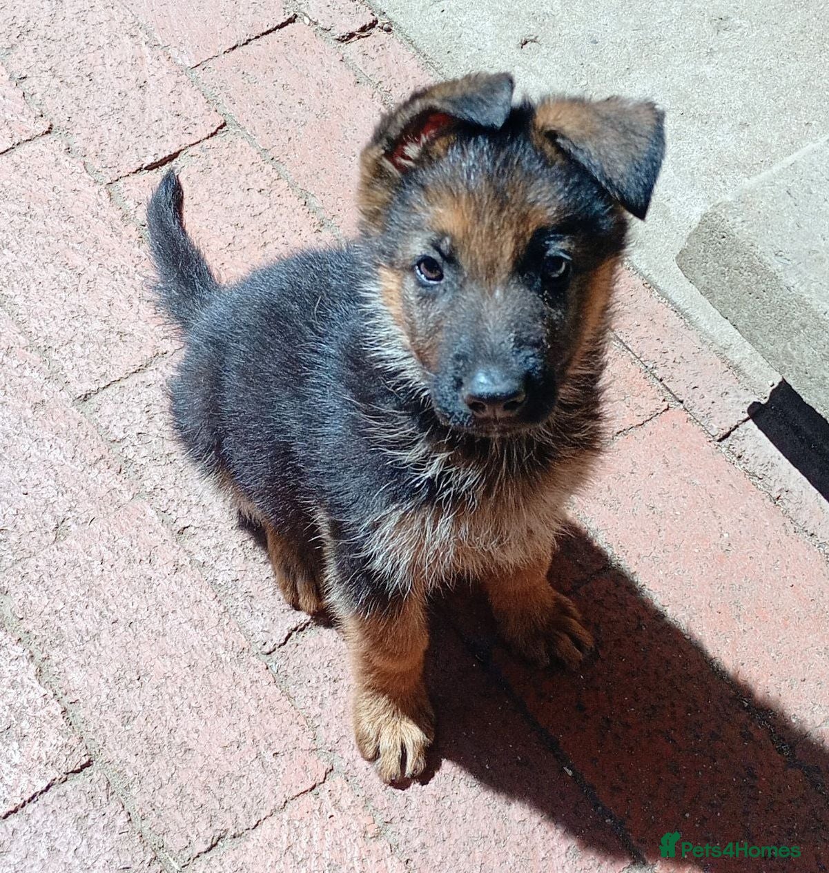 German Shepherd dogs German Shepherd Puppies For Sale – Boy & Girls - Advert 1