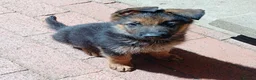 German Shepherd dogs for sale: German Shepherd Puppies For Sale – Boy & Girls in Barry - Advert 1