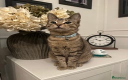 Bengal cats for sale: Last Bengal boy looking for loving home!  - Image 4