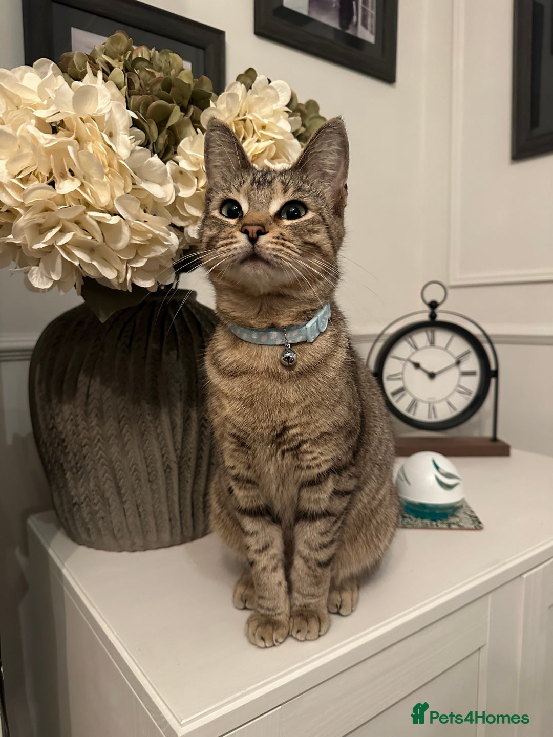 Bengal cats for sale: Last Bengal boy looking for loving home!  - Image 4