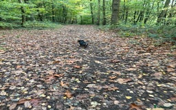 Miniature Dachshund dogs for sale: Heart breaking sale two Beloved female dachshunds  - Image 7