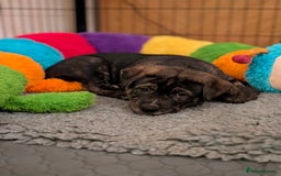 Mixed Breed dogs for sale: Two beautiful Staffy x Husky puppies  - Image 21