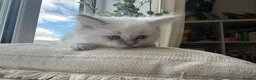 Ragdoll cats for sale: Beautiful Litter of 6 Ragdoll Kittens- 7 weeks old in Ellesmere Port - Advert 5