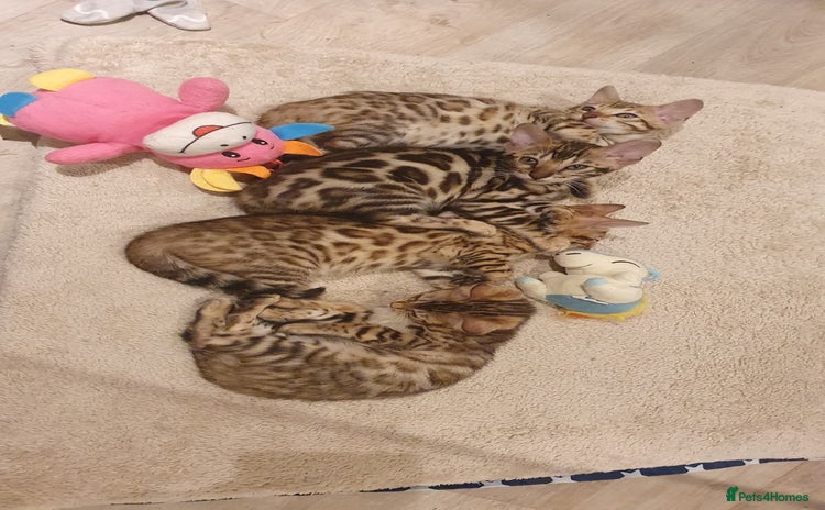 Bengal cats 🔥✨Pedigree TICA-Registered Bengals - Advert 1