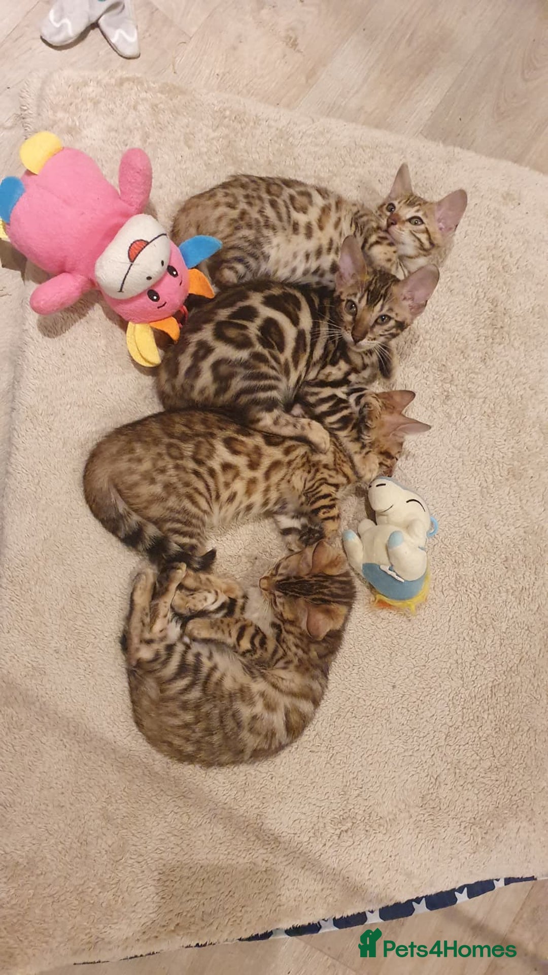 Bengal cats for sale: 🔥✨Pedigree TICA-Registered Bengals - Advert 1