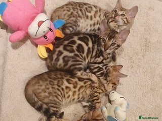 Bengal cats 🔥✨Pedigree TICA-Registered Bengals - Advert 2