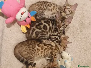 Bengal cats 🔥✨Pedigree TICA-Registered Bengals - Advert 4