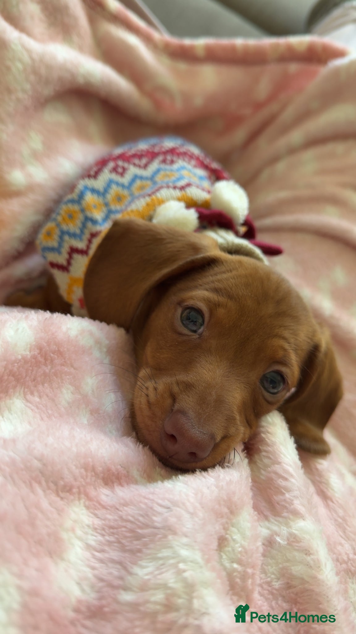 Dachshund dogs SAD SALE - 9 week old coco  - Advert 2