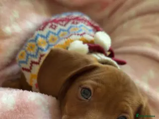 Dachshund dogs SAD SALE - 9 week old coco - Advert 2