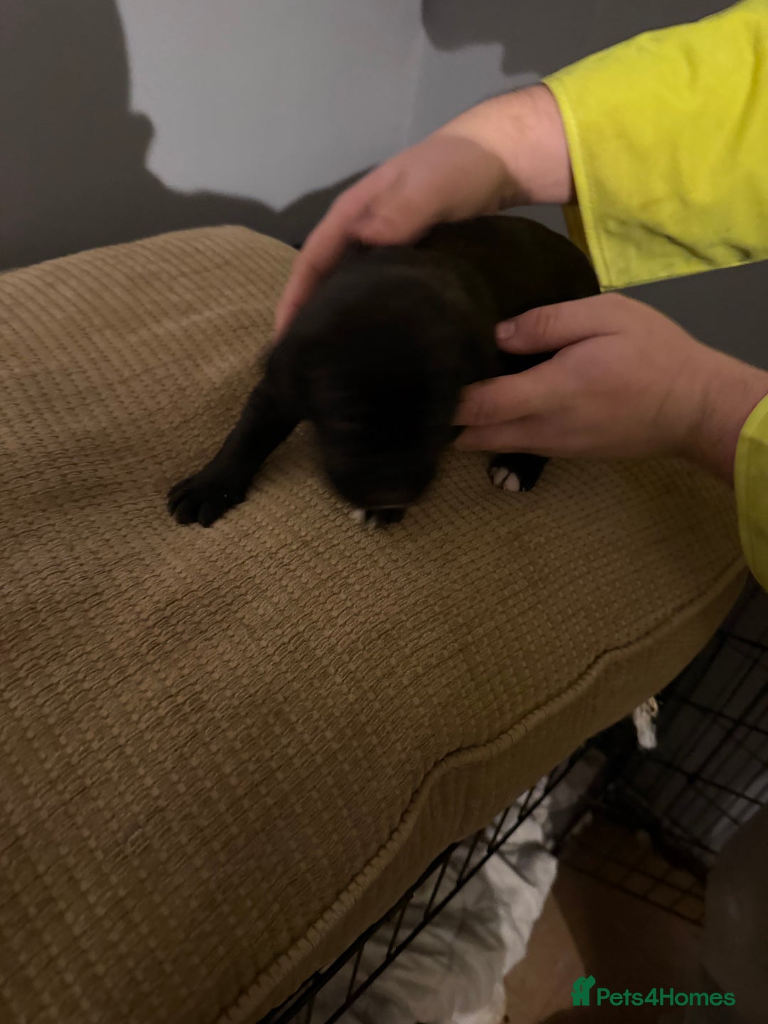 Mixed Breed dogs for sale: Puppies  - Advert 6