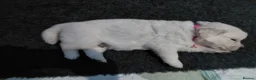 Golden Retriever dogs for sale: WHITE GOLDEN REYRIEVER PUPS 4 MALE 1 FEMALE - Advert 5