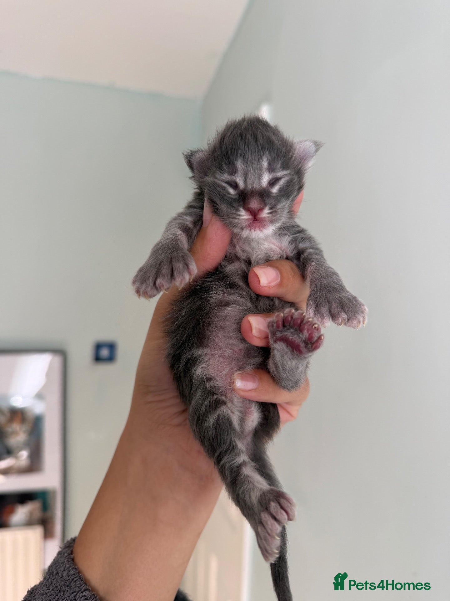 Maine Coon cats Polydactyl Maine Coon Import European bloodline - Advert 1