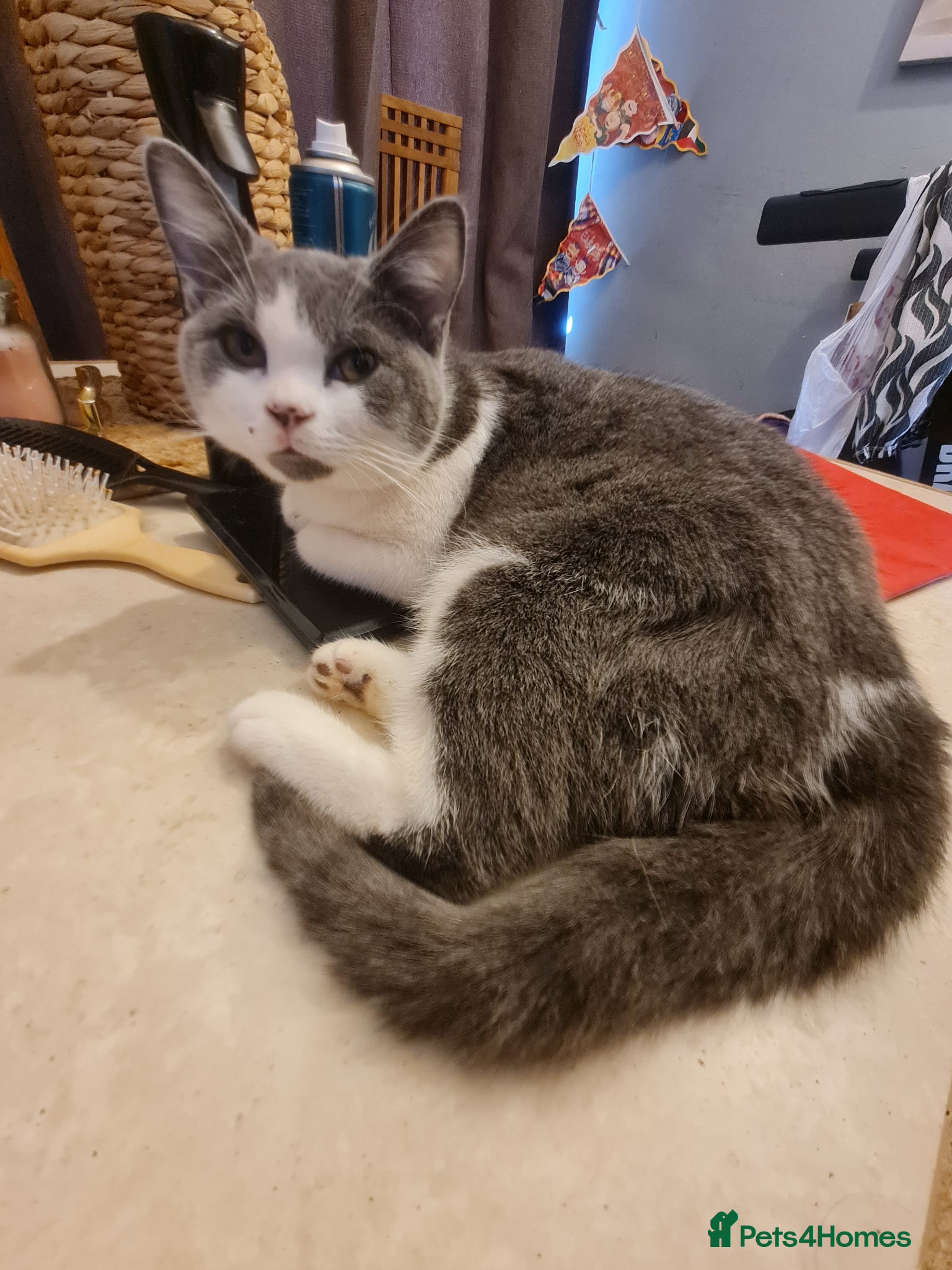 Mixed Breed cats Stunning  kittens looking  4 new home - Advert 3