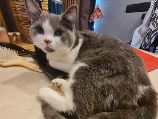 Mixed Breed cats Stunning kittens looking 4 new home - Advert 3