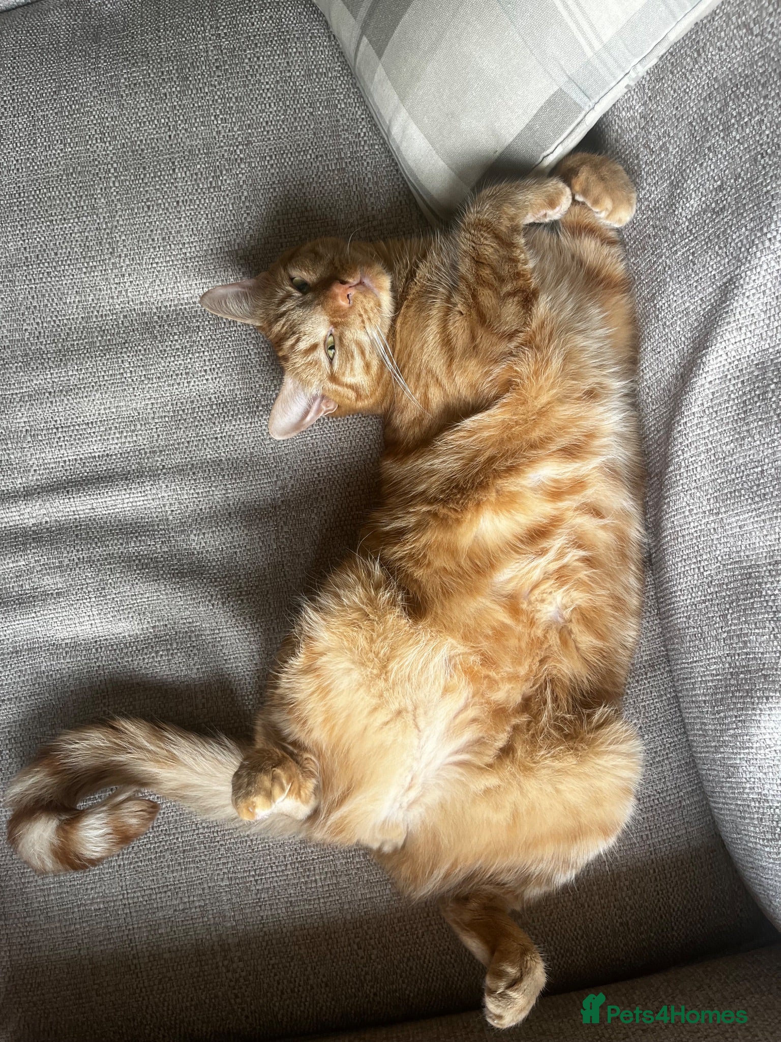 Domestic Shorthair cats 4 year old Male Cat - Advert 17
