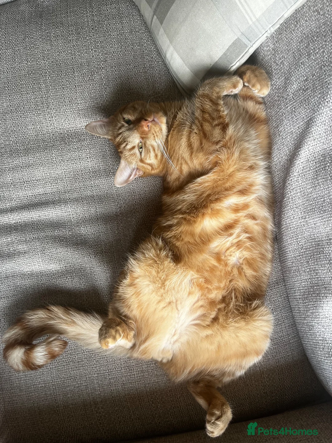 Domestic Shorthair cats for sale: 4 year old Male Cat in Bordon - Advert 1