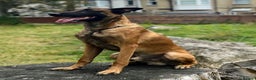 Belgian Shepherd Dog dogs for stud: NASDU2 KC Malinois Import for Stud - Advert 6