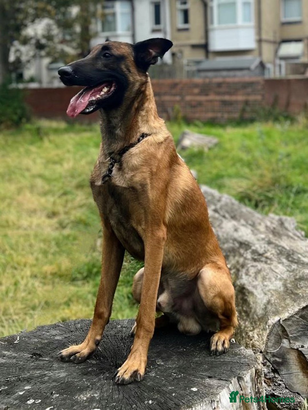 Belgian Shepherd Dog dogs for stud: NASDU2 KC Malinois Import for Stud - Advert 6