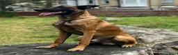 Belgian Shepherd Dog dogs for stud: NASDU2 KC Malinois Import for Stud - Advert 6