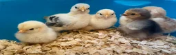 Chickens poultry for sale: Pekin bantam chicks - Advert 1
