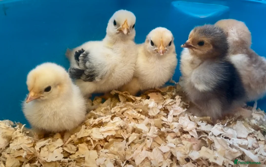 Chickens poultry for sale: Pekin bantam chicks - Advert 1